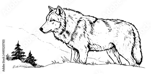 wolf walking in mountain landscape
