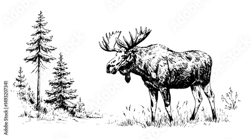 moose standing in forest landscape hand drawn vector illustration