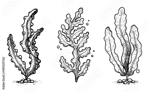 underwater seaweed set with three types in outline vector style