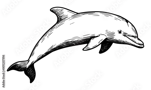 Fototapeta dolphin jumping in ocean in hand drawn outline sketch style