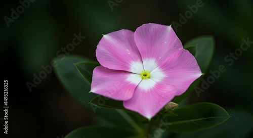 Madagascar periwinkle,  catharanthus roseus,  pink flower, Pink Madagascar Periwinkle Flower Close-Up