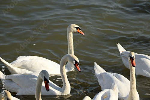 A large group of white swans on the Danube in Belgrade
