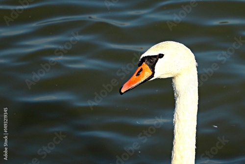 Close-up of a white swan's head