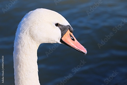 Close-up of a white swan's head