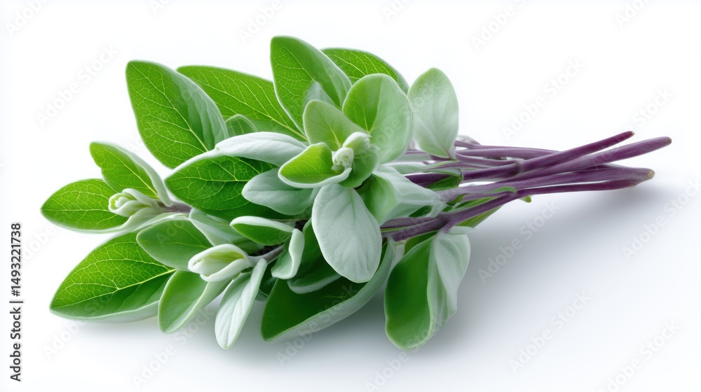 Fototapeta premium A Marjoram, isolated on white background