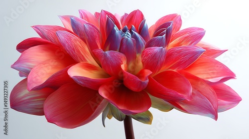 Brilliantly colored flower with vivid petals isolated on a clean white background, presented in an upright botanical view with flattening effect, captured in ultra-high-definition UHD 8K macro detail 