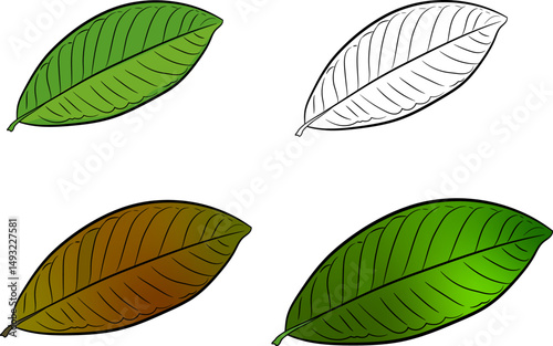 Guava Leaf vector illustration, green leaf, old leaf and drawing leaf,