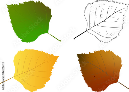 Birch Leaf vector illustration green leaf, old leaf and drawing leaf