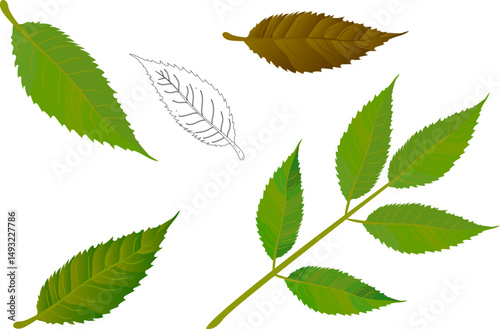Neem Leaf vector  illustration. green leaf and old leaf. drawing leaf.