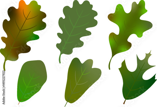 Oak Leaf set vector illustration with white background