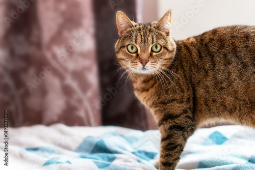 Wallpaper Mural Cute tabby cat with green eyes standing on bed and looking at camera, domestic feline in cozy home interior, curious pet alert and ready to play, indoor cat lifestyle, copy space Torontodigital.ca