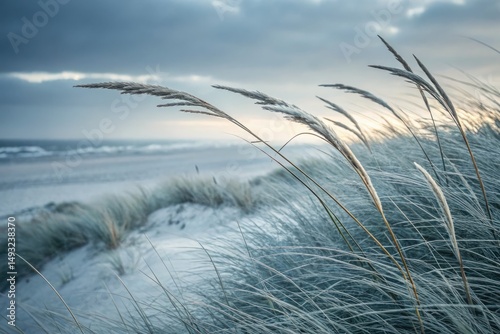 Fototapeta Naklejka Na Ścianę i Meble -  Wind swept tall grass swaying gently on coastal dunes near the beach
