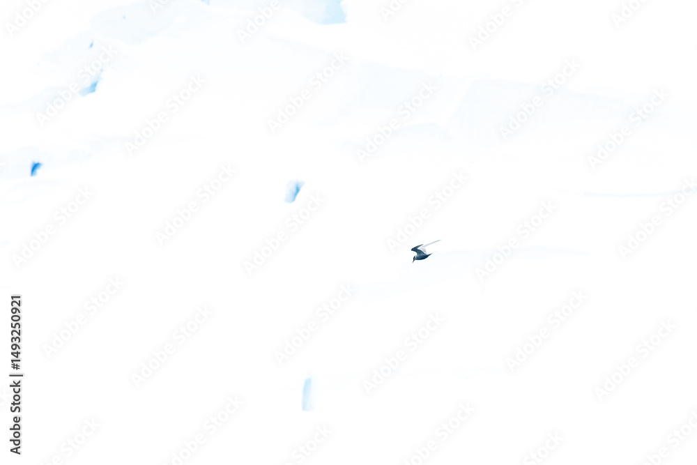 Telephoto of a flying Artic Tern - terna paradisaea- passing in front of a giant glacier front near Graham passage, close to Charlotte bay, on the Antarctic peninsula. Telephoto of a flying Artic Tern - terna paradisaea- passing in front of a giant glacier front near Graham passage, close to Charlotte bay, on the Antarctic peninsula.