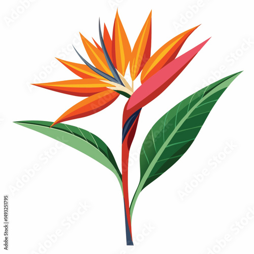 a single bird of paradise flower with bright orange and blue petals isolated on a white background file