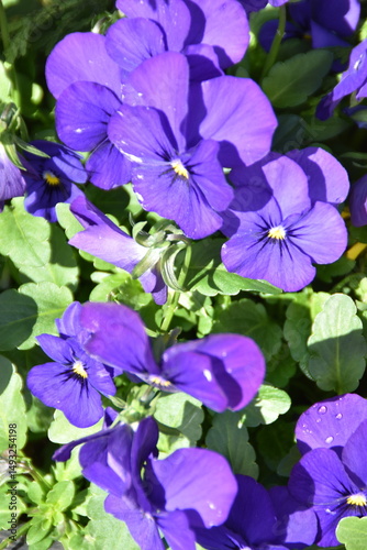 Lilac violets are blossoming outdoors in sunny spring day.