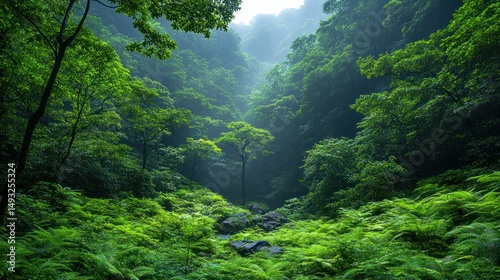 Lush, verdant valley bathed in soft light.  Dense forest floor, ferns, and towering trees.  Tranquil, nature's beauty