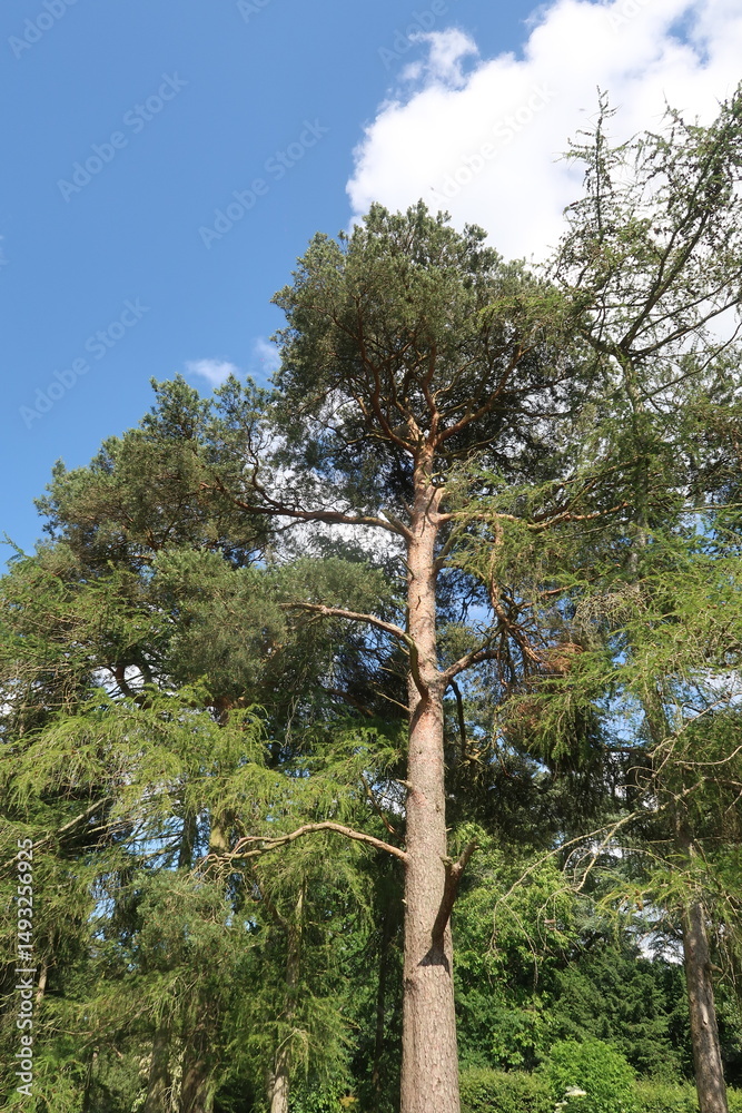 Fototapeta premium Woodland scene with a tall Scots Pine tree