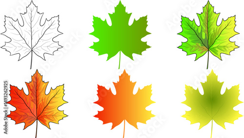 Maple Leaf vector illustration, drawing leaf, green leaf, orange leaf,