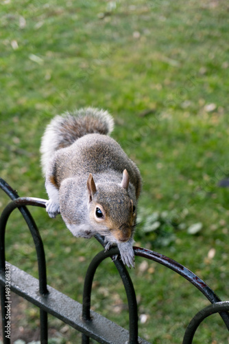 squirrel on the railing