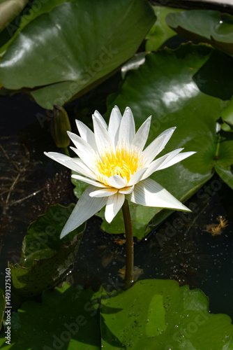 water lily in the pond