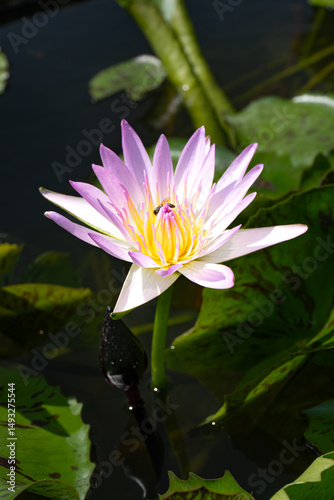 pink water lilies
