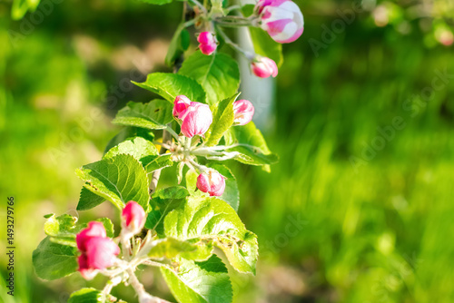 Blooming apricot,apple,cherry tree at spring,pink white flowers plant blossom on branch macro in garden in sunny day close up.nature beautiful landscape.