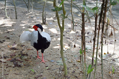 Photography Silver Pheasant Standing Gracefully at Kuala Lumpur Bird Park, Malaysia