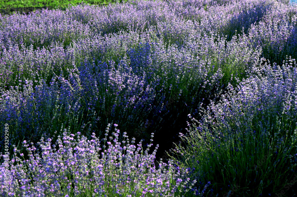Obraz premium Lavender field on a sunny day, lavender bushes in rows