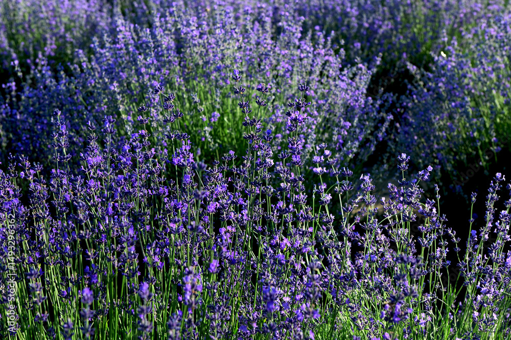 Obraz premium Lavender field on a sunny day, lavender bushes in rows