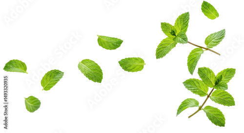 Falling Green Mint Leaves on Clear Background - Fresh Herb for Food & Drink Designs