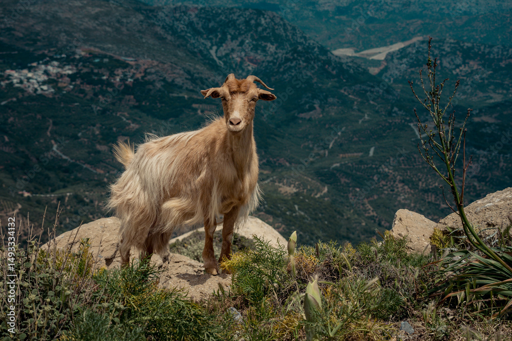 Obraz premium goat, mountain, landscape, nature, wildlife, cliff, rural, Mediterranean, animal, terrain, freedom, scenic, rocky, wilderness, travel, outdoor, natural habitat, agriculture, hillside, eco-tourism, tra