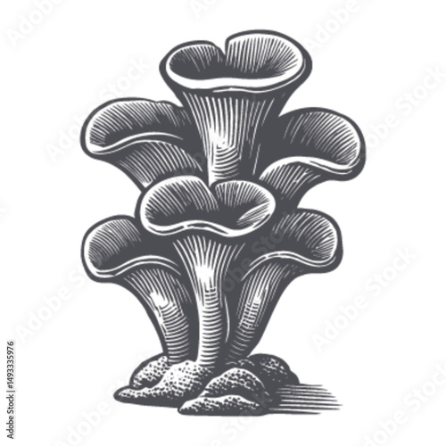 Detailed Woodcut Illustration of Elegant Fungi Formations