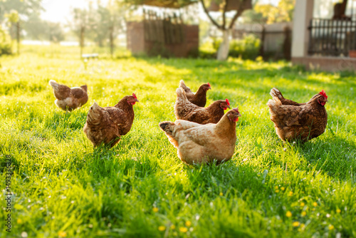 Wall Mural Flock of free range roosters and hens walking on grass field on farm courtyard a