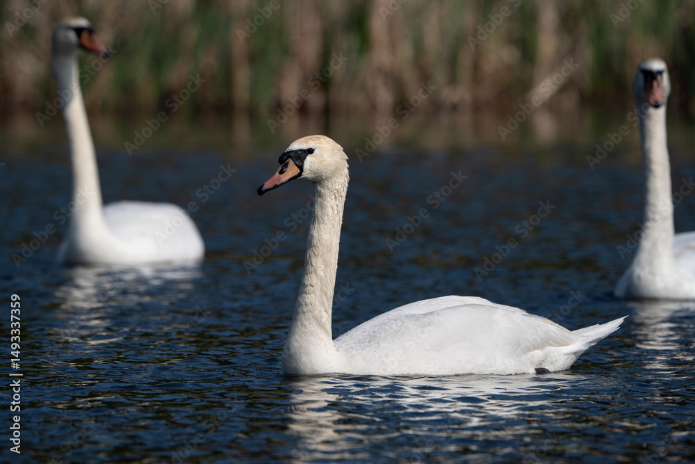 Fototapeta premium Swans in a lake, Cygnus olor