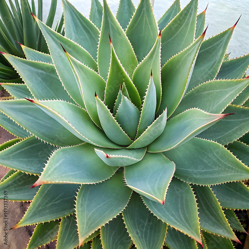 beautiful aloe vera plant