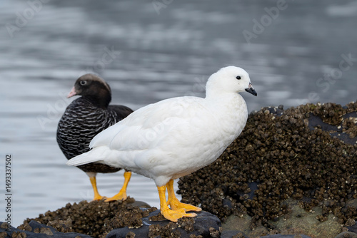 Kelp gooses, Chloephaga hybrida in Ushuaia, Argentina, male and female photo