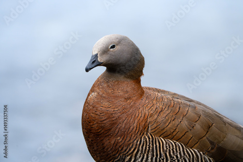 Ashy-headed goose, portrait of Chloephaga poliocephala in Ushuaia, Argentina photo