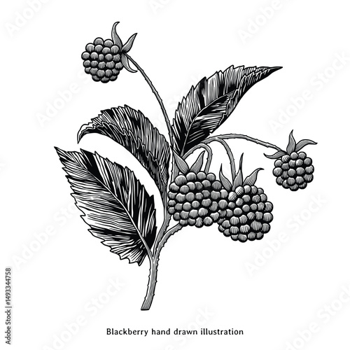 Vintage Blackberry Botanical Engraving Illustration