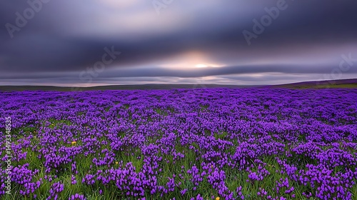 Vibrant Purple Wildflower Meadow under Dramatic Sky Stunning Nature Landscape