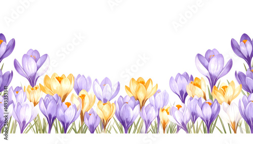 Fototapeta Naklejka Na Ścianę i Meble -  Purple and Yellow Crocus Border: A vibrant watercolor illustration of purple and yellow crocus flowers arranged in a beautiful border, perfect for spring themes and designs.