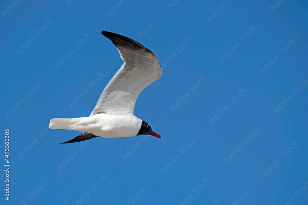 Obraz premium Laughing Gull in flight, showing underside of wing, with blue sky in background, copy space.