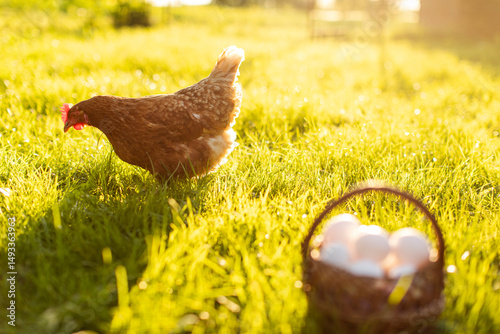 Brown hen walking and grazing on green grass field on farm backyard with basket full of eggs nearby. Natural country products