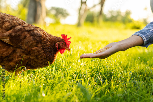 Photos Female farmer feeding hen from hand, chicken pecking grains from hand in green grass