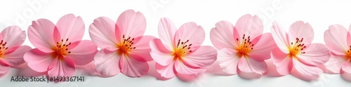 Delicate flower petals unfolding on a pristine white background, simplicity, flowers