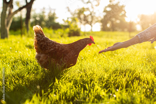 Canvas Print Organic farm concept