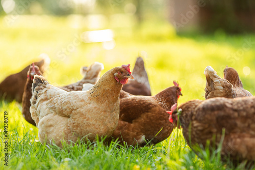 Roosters and hens feeding in farm garden grass, walking outdoors in the morning sunlight