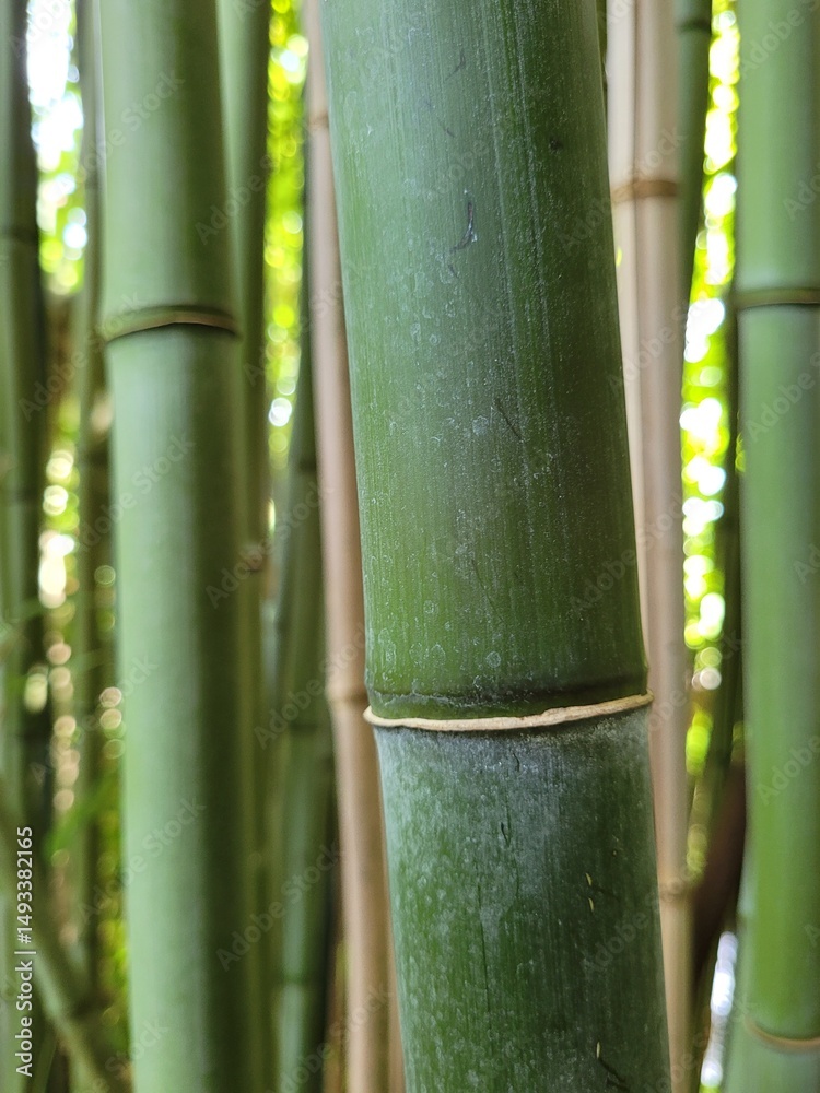 Obraz premium Green bamboo background