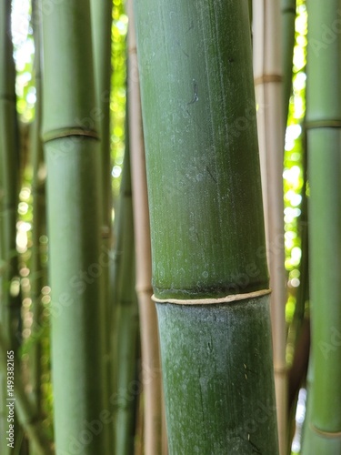 Green bamboo background