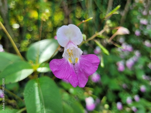 Pink and white flower