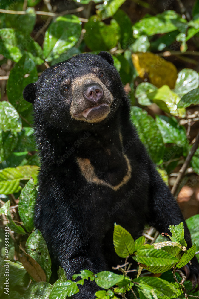 Obraz premium Sun bear
